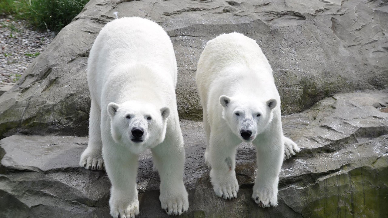 Eisbaeren im Zoo Rostock