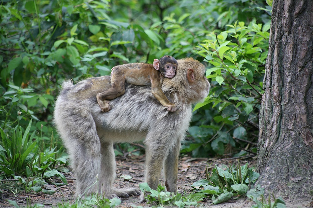 Kleiner Affe hält sich an der Mutter fest